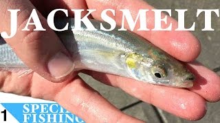 Jacksmelt 1 Sabiki Fishing at Manhattan Beach Pier California  Species Fishing [upl. by Buote395]