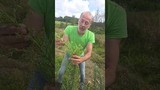 Guernsey fleabane erigeron sumatrensis invasivespecies gardening permaculture adventure [upl. by Kern]