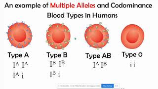 Incomplete vs Codominance Mupltiple Alleles amp Polygenic Inheritance [upl. by Anilyx13]