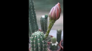 Trichocereus macrogonus x Echinopsis toralapana Hybrid [upl. by Clerc]