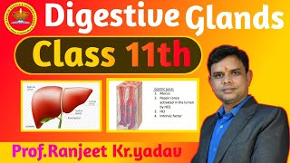 Digestive glands  in hindi  Human physiology Digestive system  By  ProfRanjeet Kr yadav [upl. by Holle]