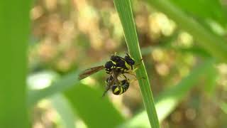 Eumenes sp wasp mating [upl. by Aynwat]