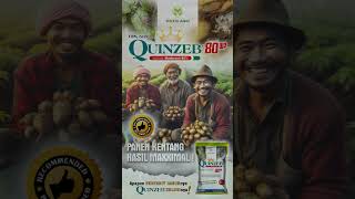 maxxiagri  recommended fungisida QUINZEB 80WP PANEN KENTANG HASIL MAXXIMAL shorts [upl. by Nosnor]