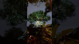 Disney World Animal Kingdom Park Tree of Life Awakenings Show Holiday Edition [upl. by Ruth838]