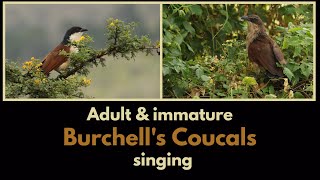 BURCHELLS COUCALS calling an adult and an immature [upl. by Calandra]