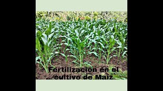 Fertilización en el cultivo de maíz [upl. by Aylward]