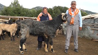 YÖRÜKLERİN DEV KEÇİLERİ VE YÖRÜK HAYATI  ÇOBAN KÖPEKLERİ HAYVANCILIK KÖY HAYATI KEÇİ YİYEN KURTLAR [upl. by Parker388]