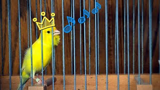 Yellow canary Singing  Kanarienvogel Gesang  Canary Song russian Canary 🎵 [upl. by Aihsitan]