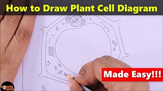 How to Draw Plant Cell [upl. by Barbarese]