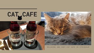 Cozy Cat Cafe  Java Whiskers  Stockholm  Pinay in Sweden [upl. by Kahn699]