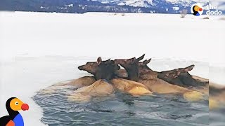 Herd of Elk Rescued After Falling Through Ice  The Dodo [upl. by Lough]