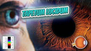 Tapetum lucidum Your EYEBALLS 👁️👁️💉😳💊🔊💯✅ [upl. by Kcirdaed]