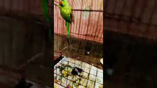 parrot viralshortyoutube [upl. by Iborian]