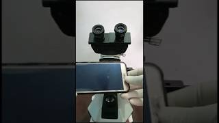 Under microscope 🔬 microscope ytshorts shorts viralvideo mobilecover [upl. by Etaner]