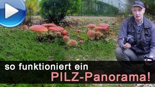 so funktioniert ein PilzPanorama [upl. by Bonnes480]