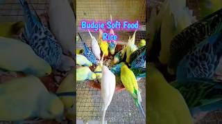 Budgie Soft Food Rice 🍚🍚budgerigar budgie bird birdshort short trending softfood food [upl. by Jara]