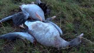 Midwinter goose shooting in the Orkneys [upl. by Llenad]