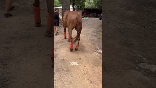 STRINGHALT SEVERE CASE UPDATE AFTER 2 PEMF SESSIONS equinebodywork pemf horsecare [upl. by Alegre359]