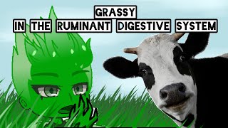 Ruminant Digestive System Animal Sc1 [upl. by Esil246]