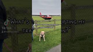 Distractions during Labrador training ✈️ [upl. by Kcajyllib]