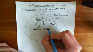 A kinase Anchoring Proteins Part 1 [upl. by Eckel68]