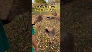 When Emus attack emu emuattack emus outdoors homestead puremichigan animals funny silly [upl. by Otero65]