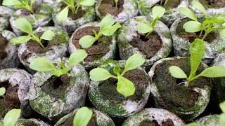 How to Start Seeds in Jiffy PeatCoco Pellets [upl. by Thorncombe96]