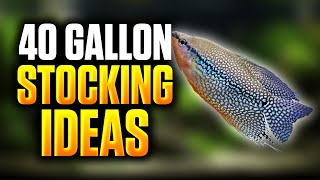 40 Gallon Stocking Ideas  Beautiful Community Fish For Your Aquarium [upl. by Hotchkiss392]