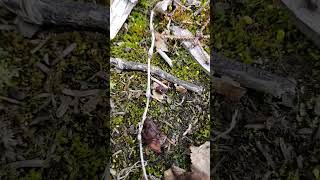 Alaska Gyromitra esculenta the false morel mushroom [upl. by Trotta]