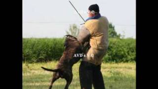 Green Dog Perro de Presa Canario Dogo Canario Protection Schutzhund AVD eV Mutprobe untrainiert [upl. by Georgie557]