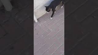 big block cat shortvideo viralshortvideo ytshortsvideo trending [upl. by Mlohsihc727]