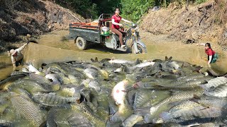 Use 3wheeled Vehicle To Harvesting Many Big Fish At Fish Pond Go To Countryside Market Sell [upl. by Statis671]