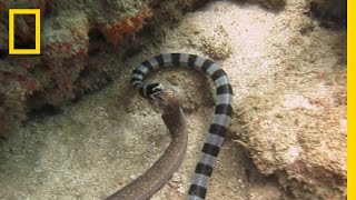 Watch Sea Snake Swallows Eel Whole  National Geographic [upl. by Zoldi]