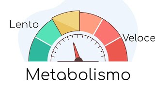 38 Metabolismo Lento e Metabolismo Veloce [upl. by Conrado882]