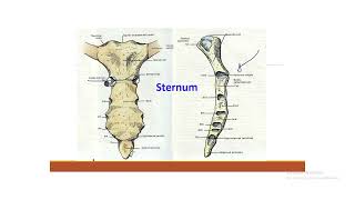 Ju anatomy  Thoracic cage [upl. by Zacharia]