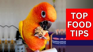 Sun Conure Food  What to Feed Your Parrot [upl. by Yetnruoc268]