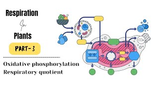 Respiration in plants part3 Oxidative phosphorylation Respiratory balance sheet [upl. by Dahlia]