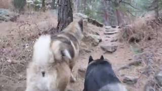 Hiking with 2 American Akitas [upl. by Assetniuq]