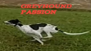 Greyhound track race 2023Greyhound passion greyhound dogracing [upl. by Naashar134]