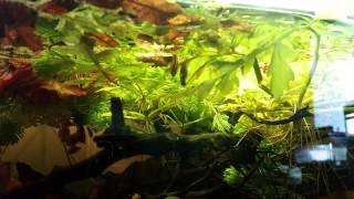 Trigonostigma somphongsi spawning [upl. by Dviad626]