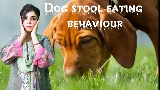 Why Do Dogs Eat Poop amp how to STOP Dog Eat Potty How to Stop Coprophagia Feces Eating in Dogs [upl. by Nitza611]