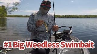 316 Rising Son 8” Swimbait fishing for largemouth bass [upl. by Aoh]