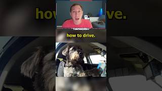 The Driving School For DOGS [upl. by Auric]