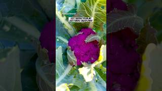 Last hurrah from my last purple cauliflower gardening vegetablegardening fyp shorts cauliflower [upl. by Margherita]