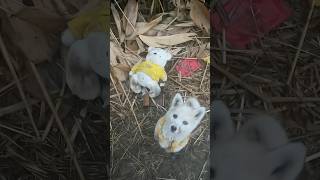 I am a stray dogmy little bear is not a stray bear shorts youtubeshorts animals pets cute dog [upl. by Eikcor]