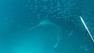 Sawfish feeding behavior in the wild [upl. by Asin]