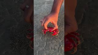 Crab youtubeshorts treandingshort crab coxsbazar share likeforlikes like [upl. by Etneciv]