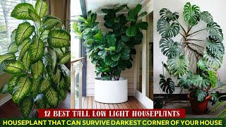 12 Best Tall Low Light Houseplants indoorplants [upl. by Ellery195]