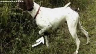 Dogs 101 German Shorthaired Pointer [upl. by Eon338]