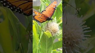 farting Monarch butterfly and a wet fence [upl. by Lander]